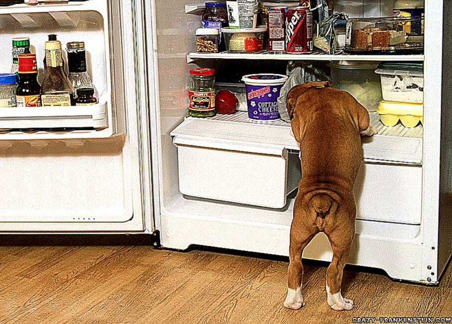 Funny animal wallpapers   Crazy Frankenstein