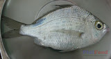 Malakapas - Philippine fish
