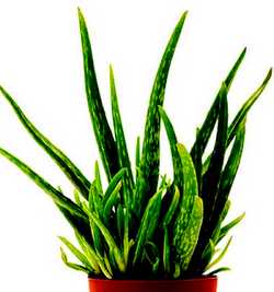 Powerful Medicinal Plant, Aloe Vera is a miracle medicinal plant.