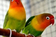 Burung Hias Berparuh Bengkok