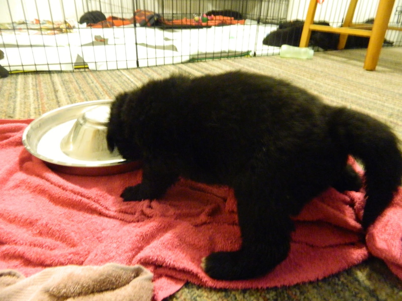 Nine Newfies Days 22 & 23 Gruel & Milk Replacer