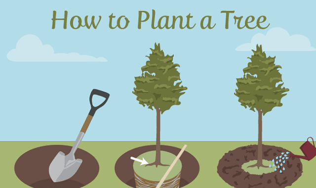 Selecting the Right Tree for Your Garden
