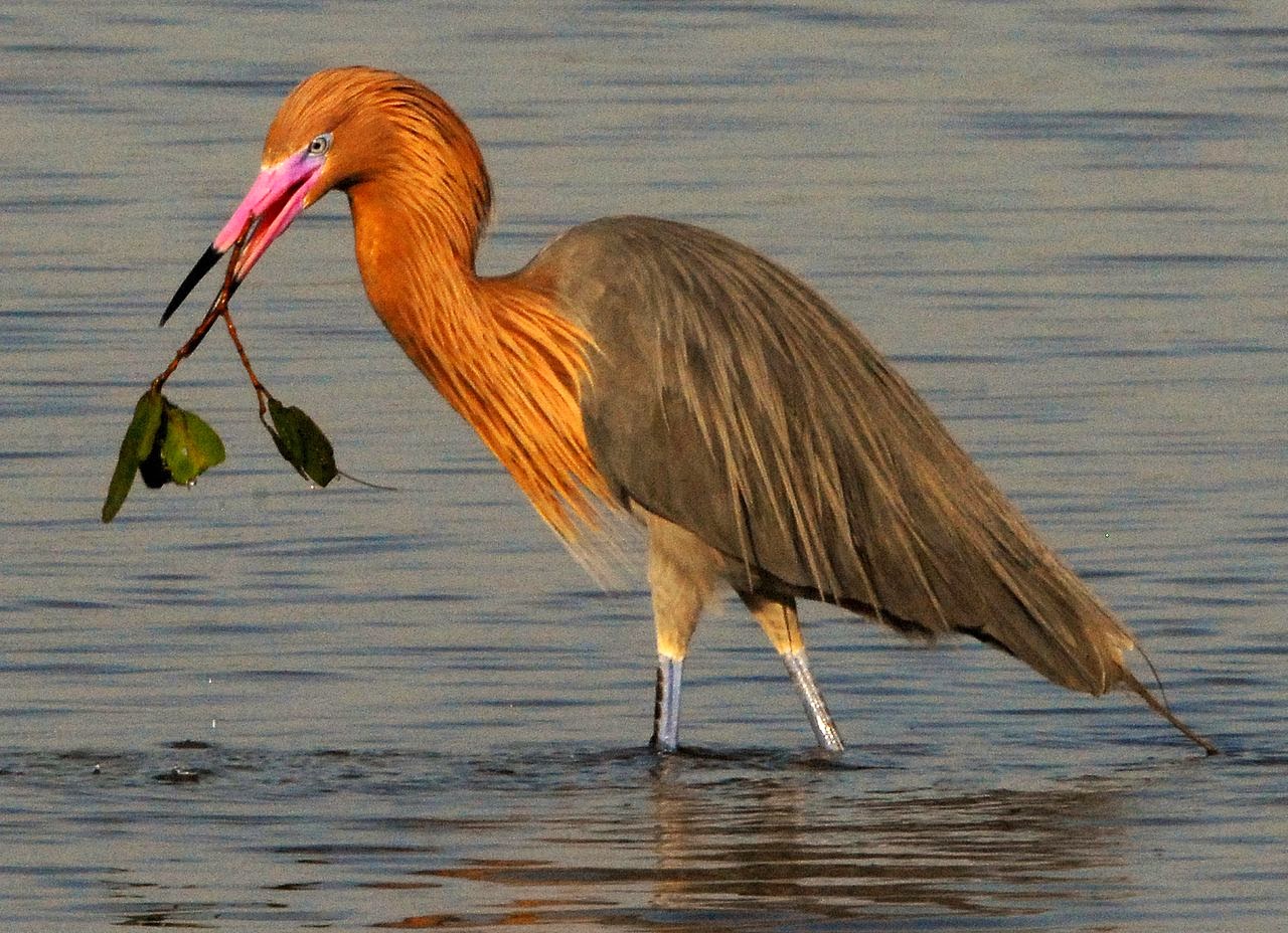 Reddish Egret Pets Reddish Egret Pets