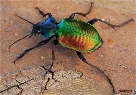Een scarabee!