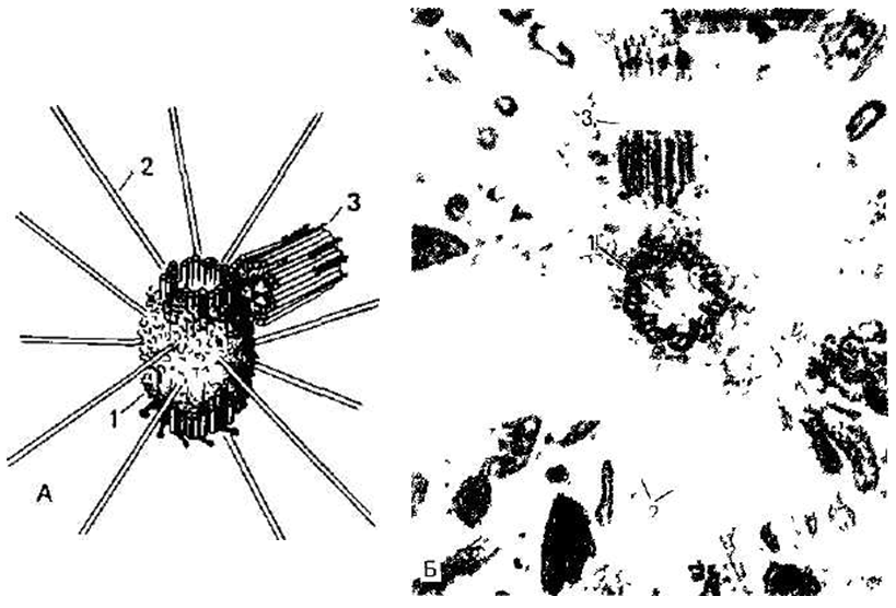 Многочисленные мелкие тельца. Центросома под микроскопом. Центриоли Бовери. Строение клеточного центра по микрофотографии. Центросома микрофотография.