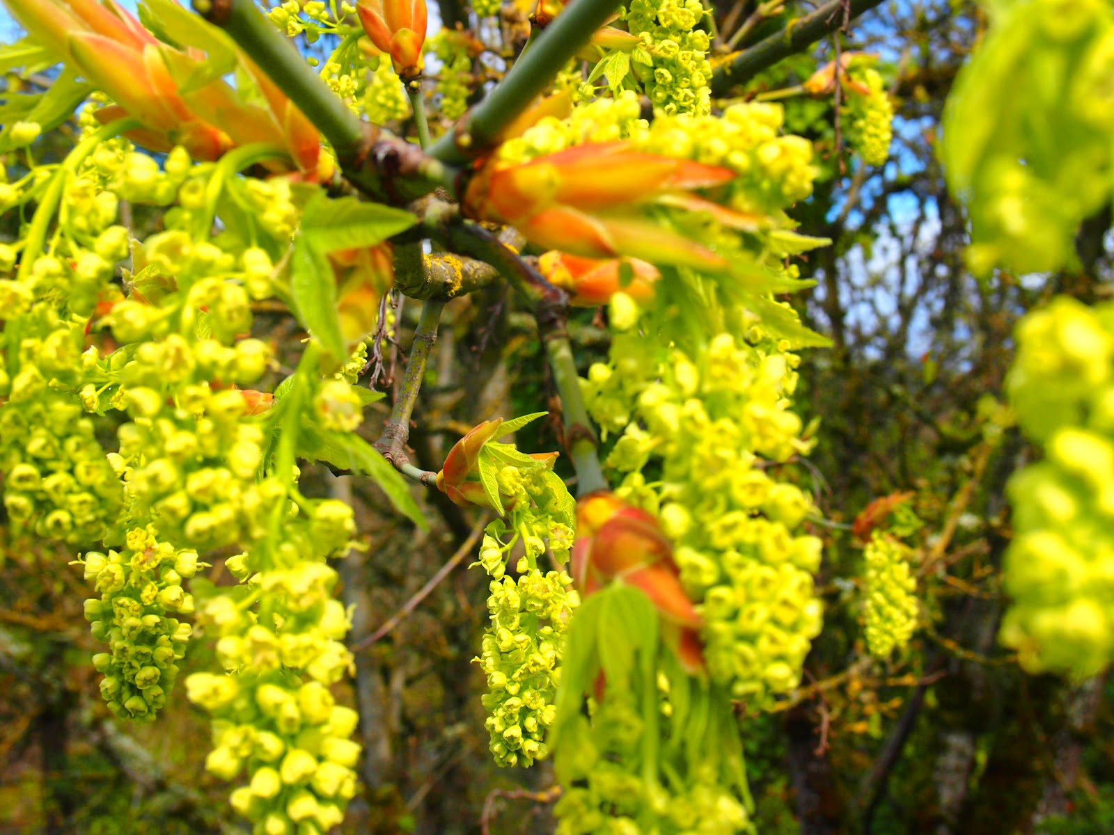 Seasonal Eating Feeding Friends & Family Maple Blossoms