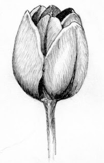 Sketsa Bunga Tulip