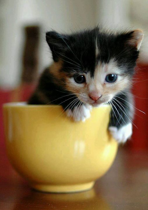 Animals, Very cute cats