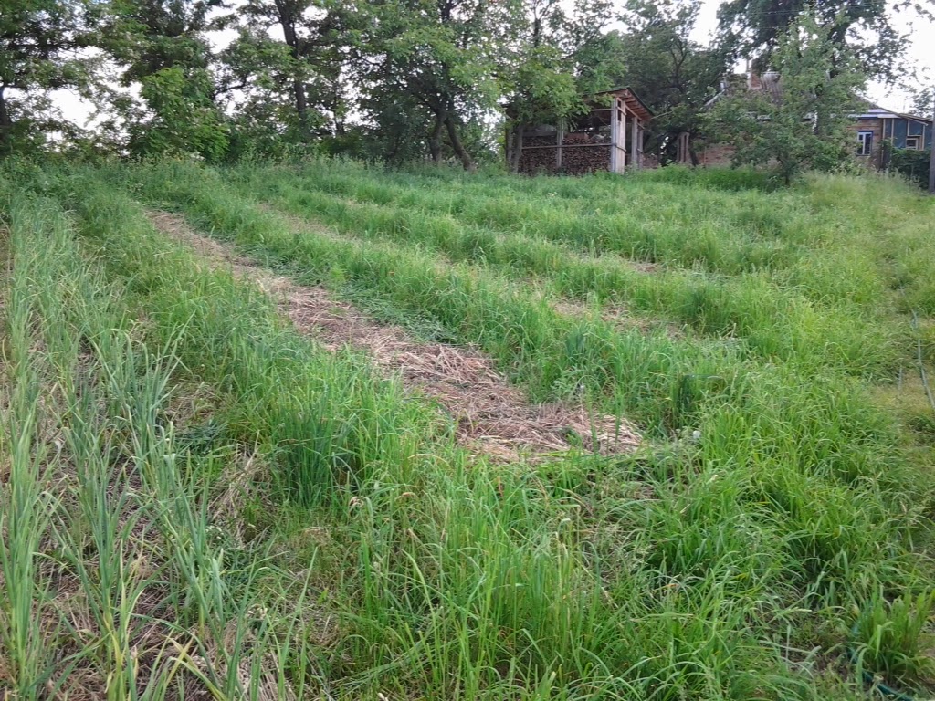 Заросшее поле. Зарастающие или заростающие. Зарастающие или заростающие. Зарастание заброшенного поля. Корни раст ращ рос правило.