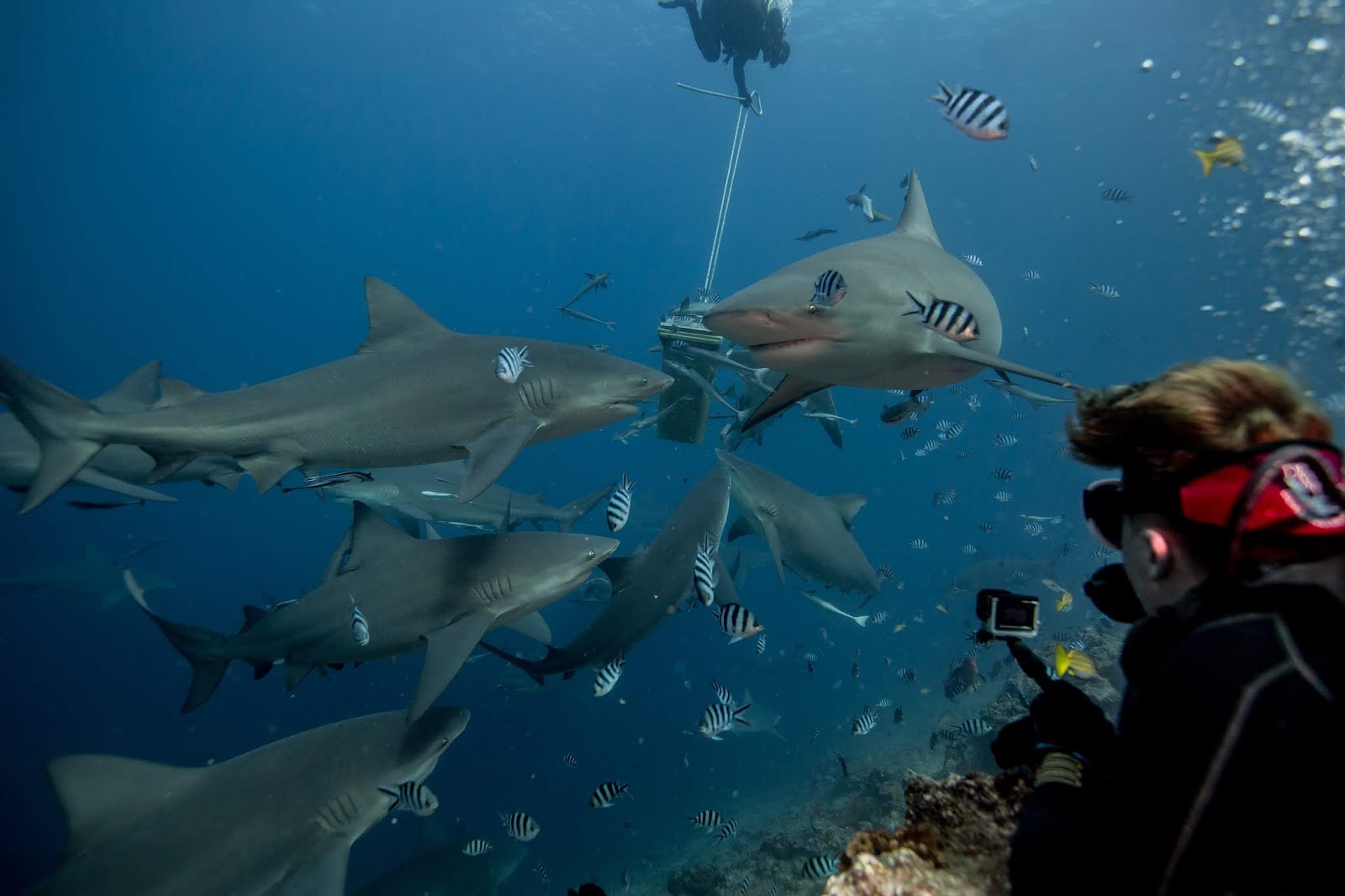 Is shark diving good for conservation? SharkDiver