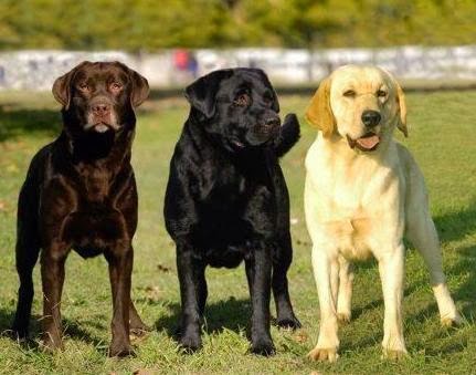 LABRADOR RETRIEVER