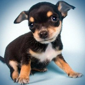 animal breeder business license animal breeder business license