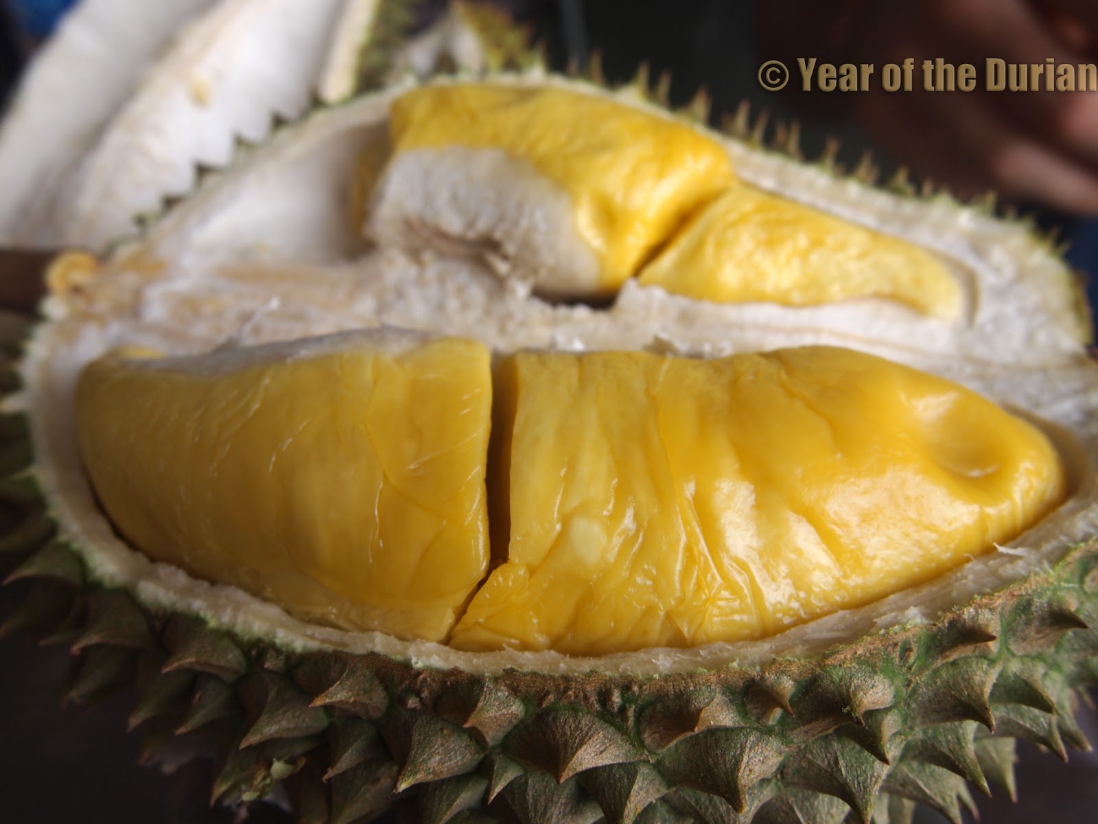 Durian d24
