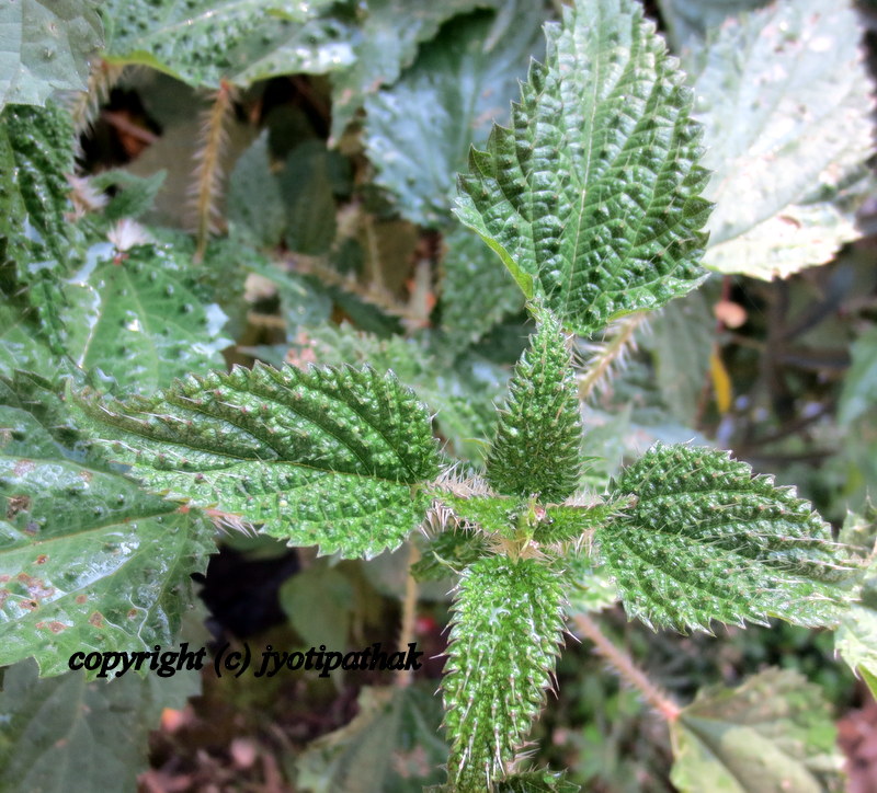 Taste of Nepal Green Leafy Vegetables सागपात हरु (Part 2)