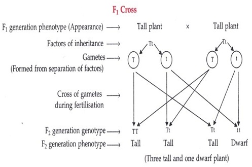 Gene def here2 - आनुवांशिकी मानव के वंशानुगत गुणों को कैसे परिभाषित करती है