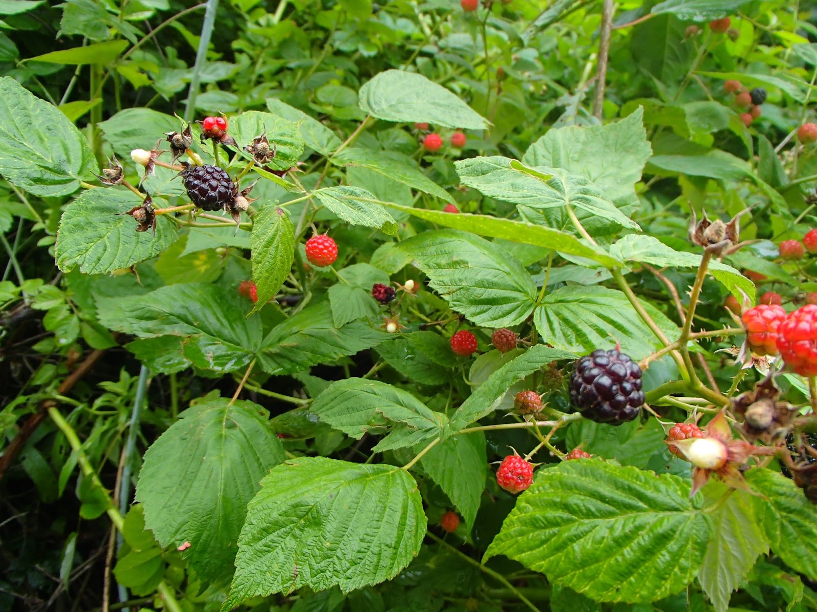 Ridge Berry Farm The Black Raspberry