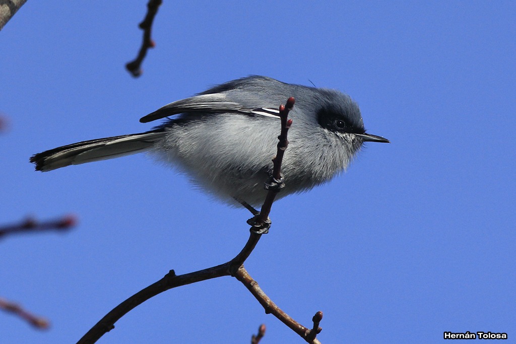 Aves Bonaerenses: Observando aves en el cementerio