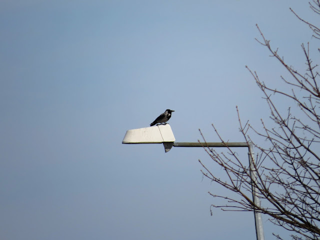 Hybrid Hooded x Carrion Crow