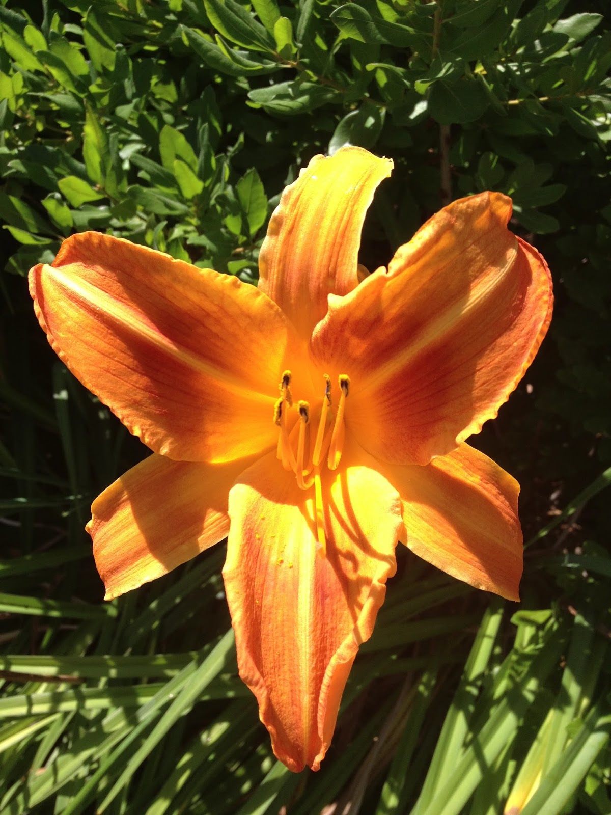 Sprouts More July Daylilies