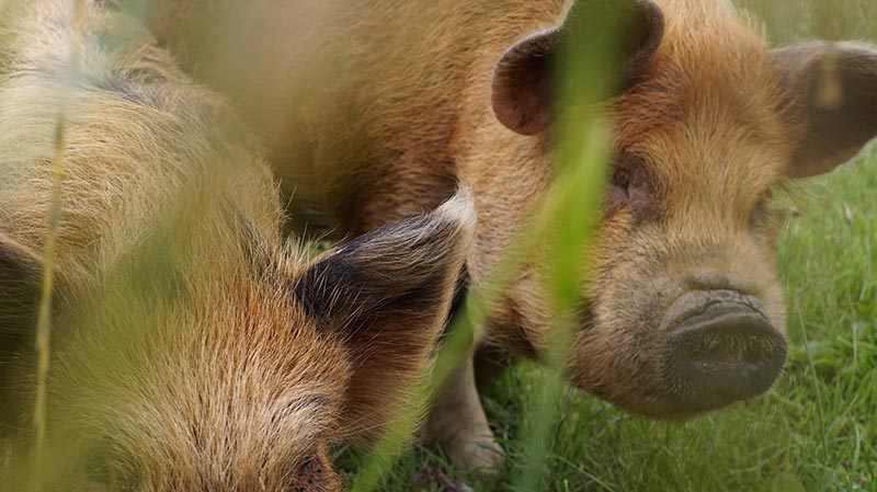 KuneCoco • Lemsdale Kune Kunes • Kune Kune Schweineliebe KuneCoco • Lemsdale Kune Kunes • Kune Kune Schweineliebe