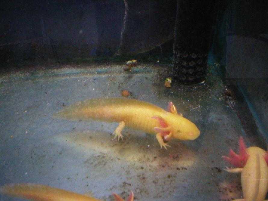 Axolotl | Animal Wildlife