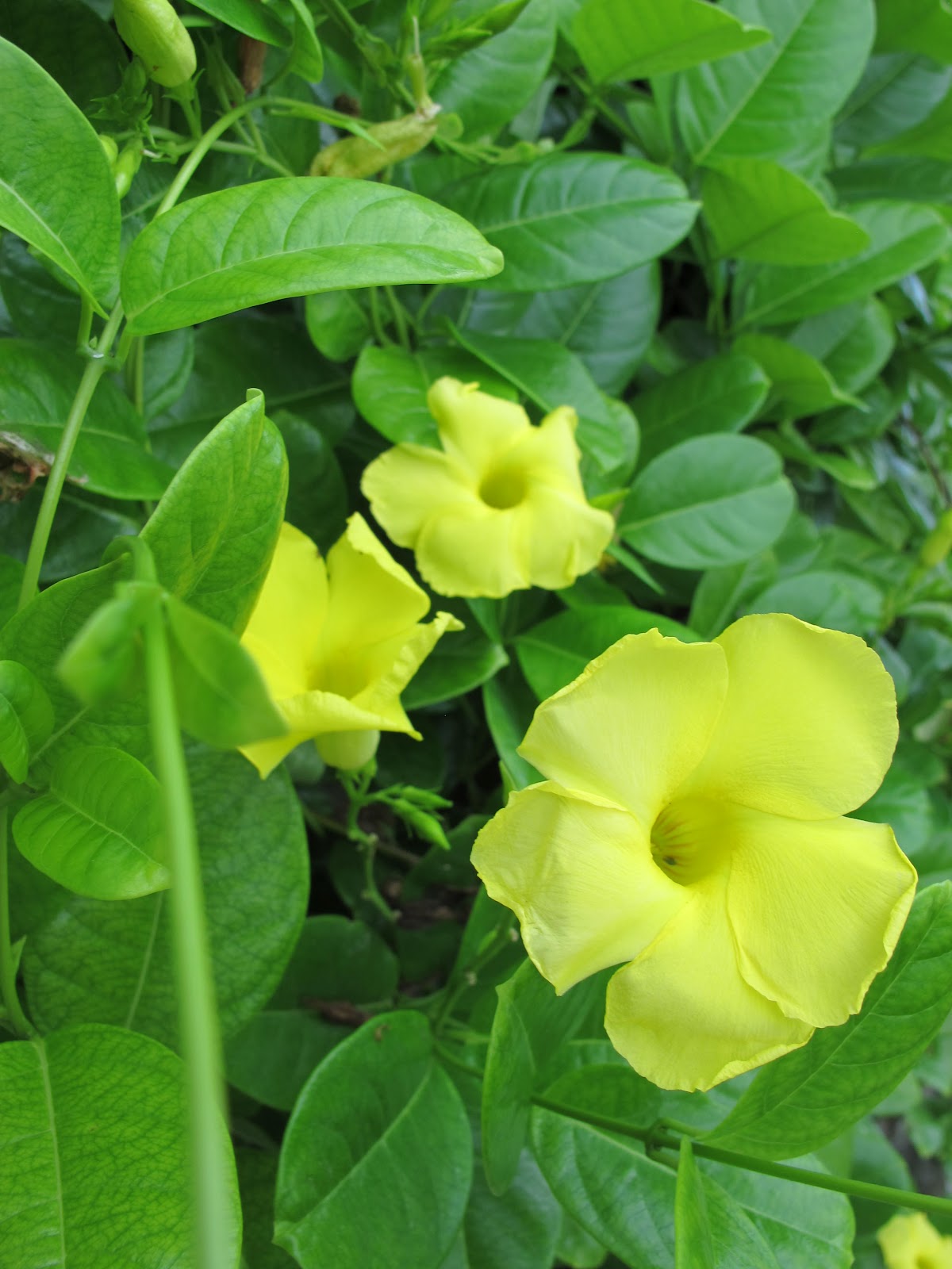 stressed in the city Yellow Flowers Galore at Sumilon Island