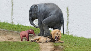 wild-animal wild-animal