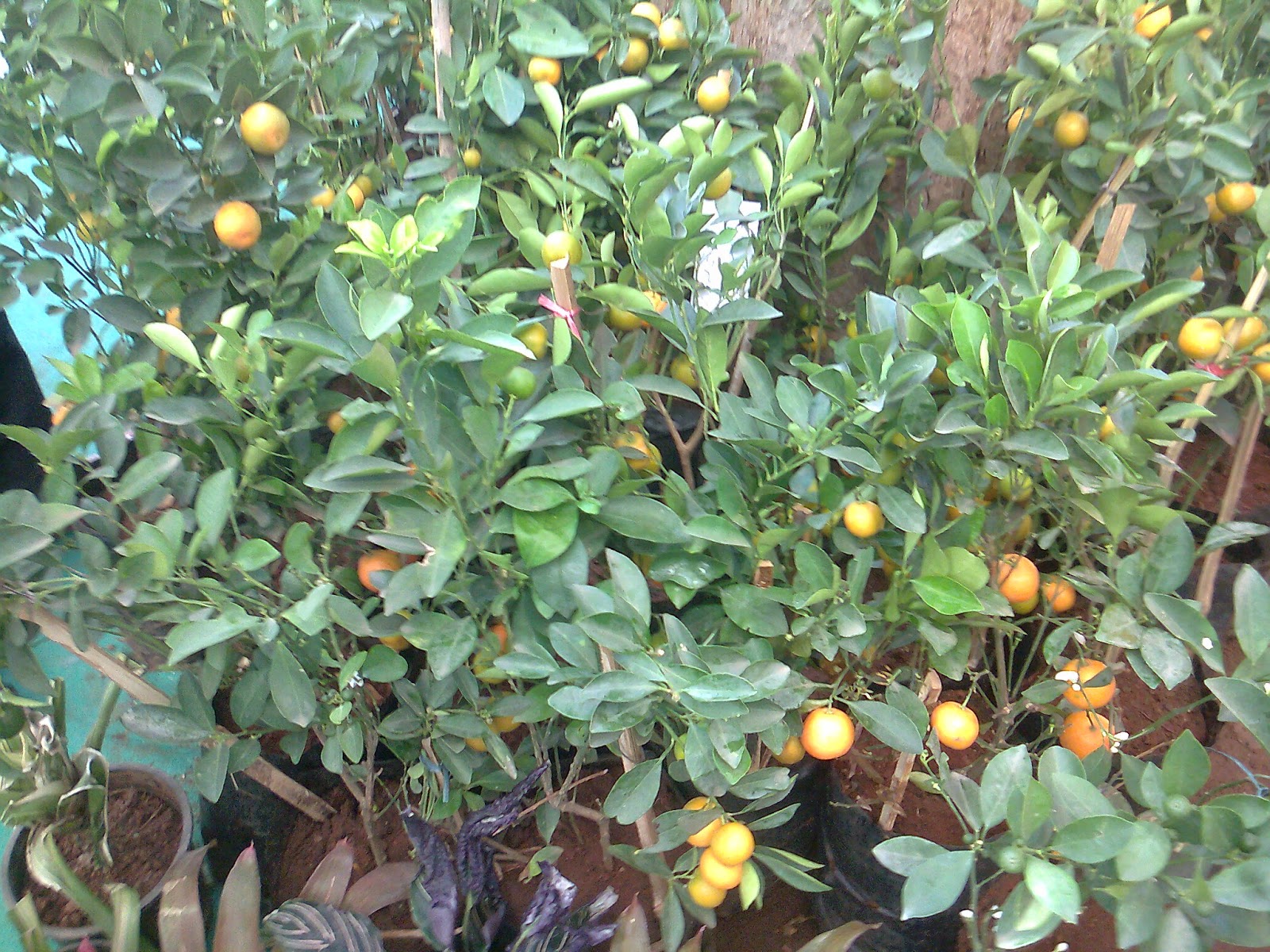 list of fruit plants for house and farms Green Ahmedabad