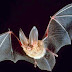 15 Interesting Facts About Bats, The Flying Mamals