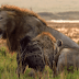 This Lion Was Losing A Fight Against 20 Hyenas. His Brother Heard Him And Rushed To Rescue Him!