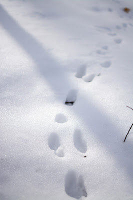Winter fun, Door County | My Darling Days