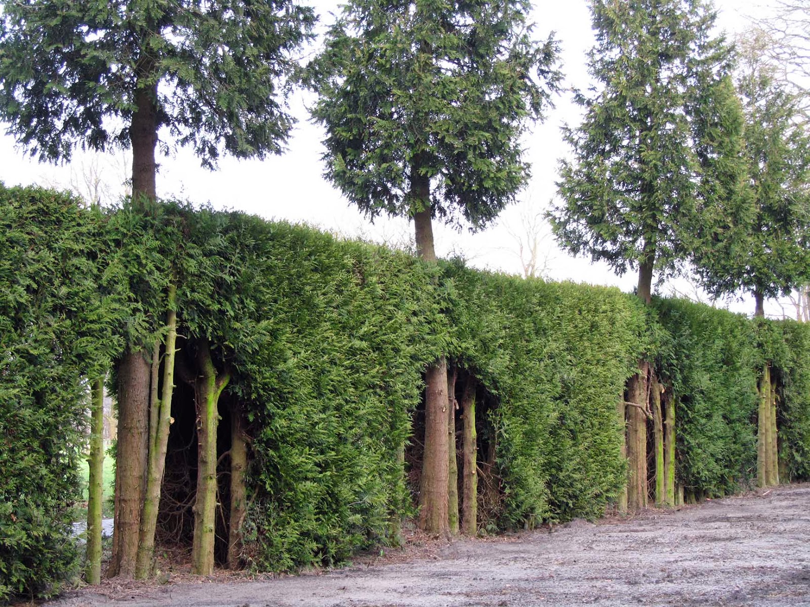 row of conifers