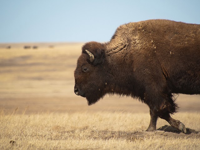 30 Gambar  Menakjubkan Hewan  Bison  Dari Amerika Update 