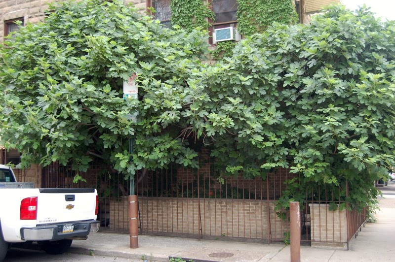 Central Virginia Organic Gardener A Phig Grows in Philly