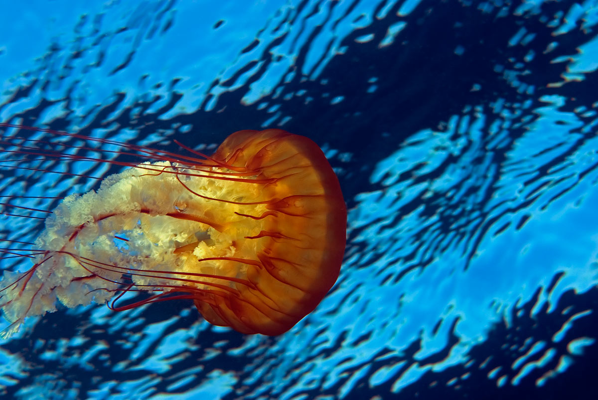 Jellyfish++Sea+Nettlethe+most+beautiful+jellyfish+inthe+world+worlds+top+dangerous+naimal+picture+jelly+fish+of+africa+australia+usa+canada+south++stinging+jellyfish+deadly+sea+animals+beautiful+amazing+animal+pictures.jpg