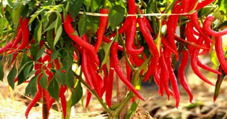 analisa budidaya cabe merah 