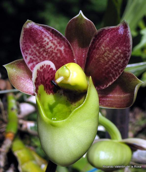 Ricardo's Blog, Catasetum Orchidglade, curious hermaphroditic
