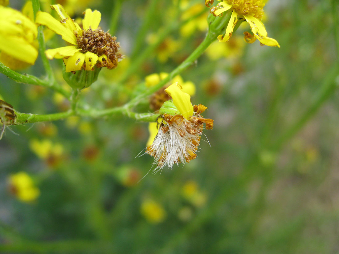 New Horse Owners How to recognise Ragwort