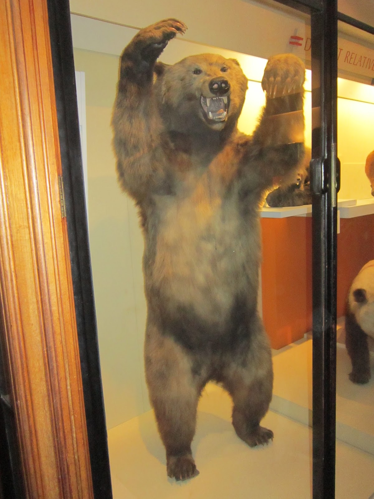 Vraie fiction Scary Bear