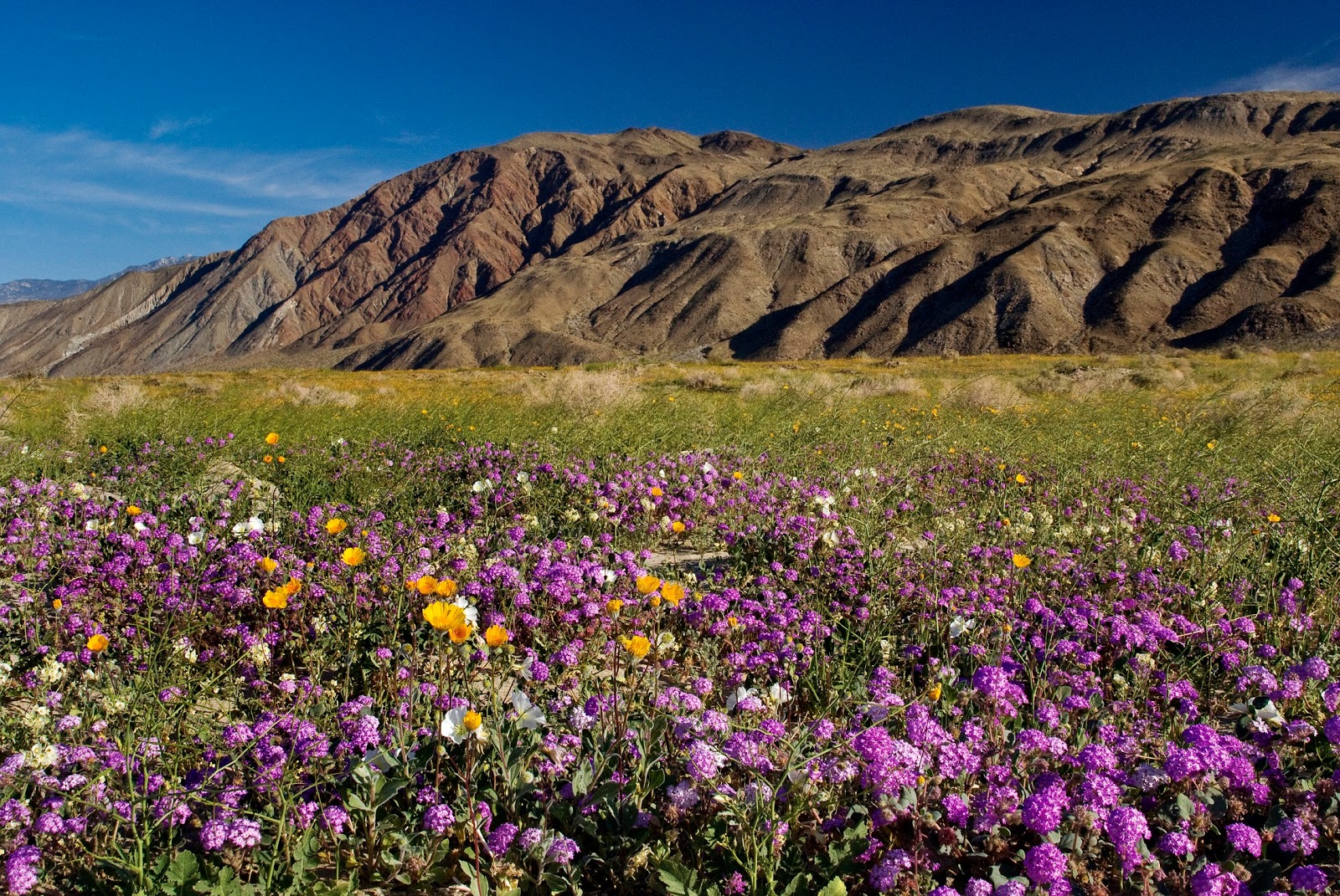 California's Wildflower Super Bloom Earth Blog