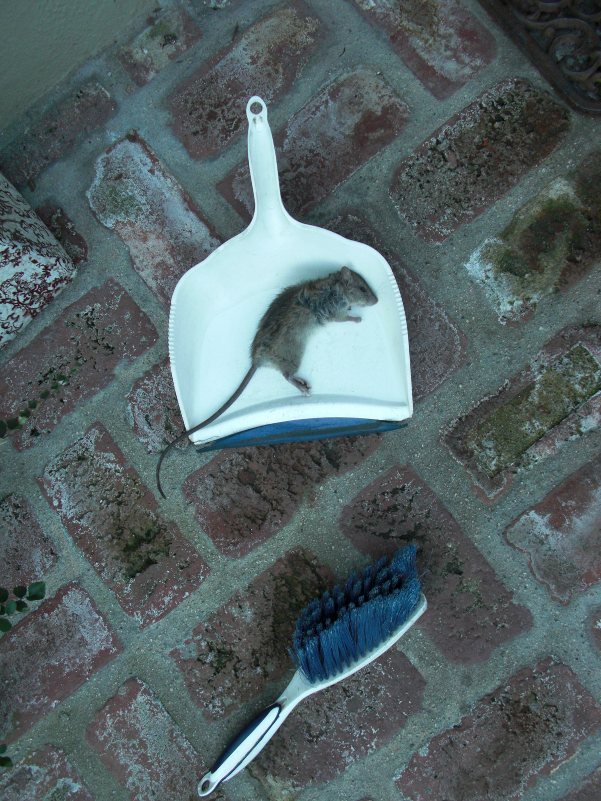 Daily Finds rat pickles caught find