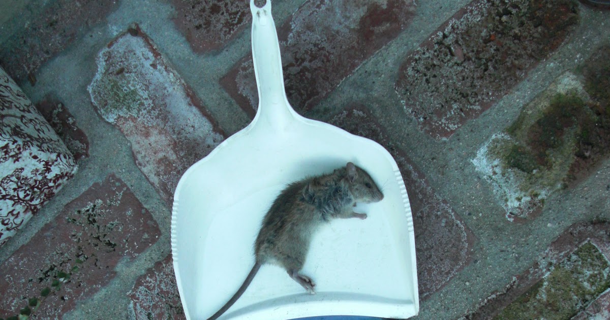 Daily Finds rat pickles caught find