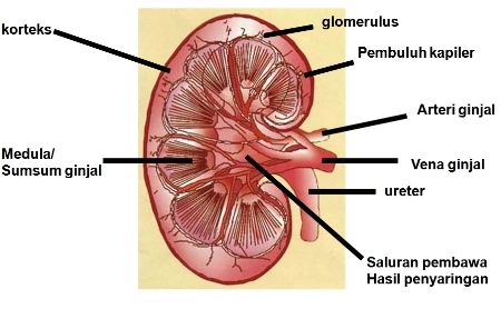 Asela Gabriella Sistem Ekskresi Pada Manusia Asela Gabriella Sistem Ekskresi Pada Manusia
