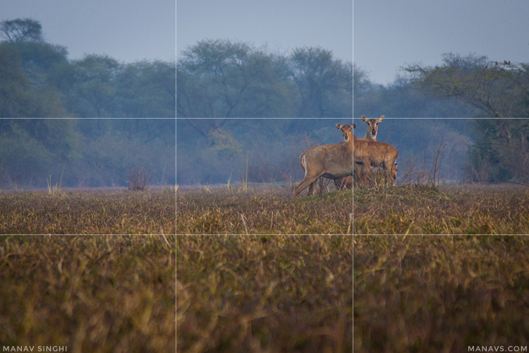 Rule of Thirds in Photography with 20 examples.