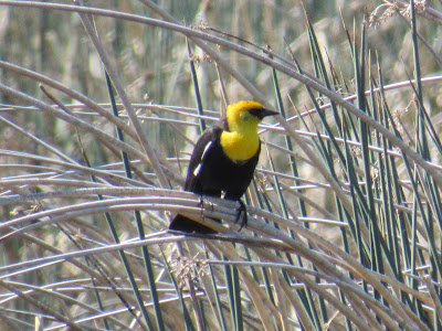 Tule Lake National Wildlife Refuge California