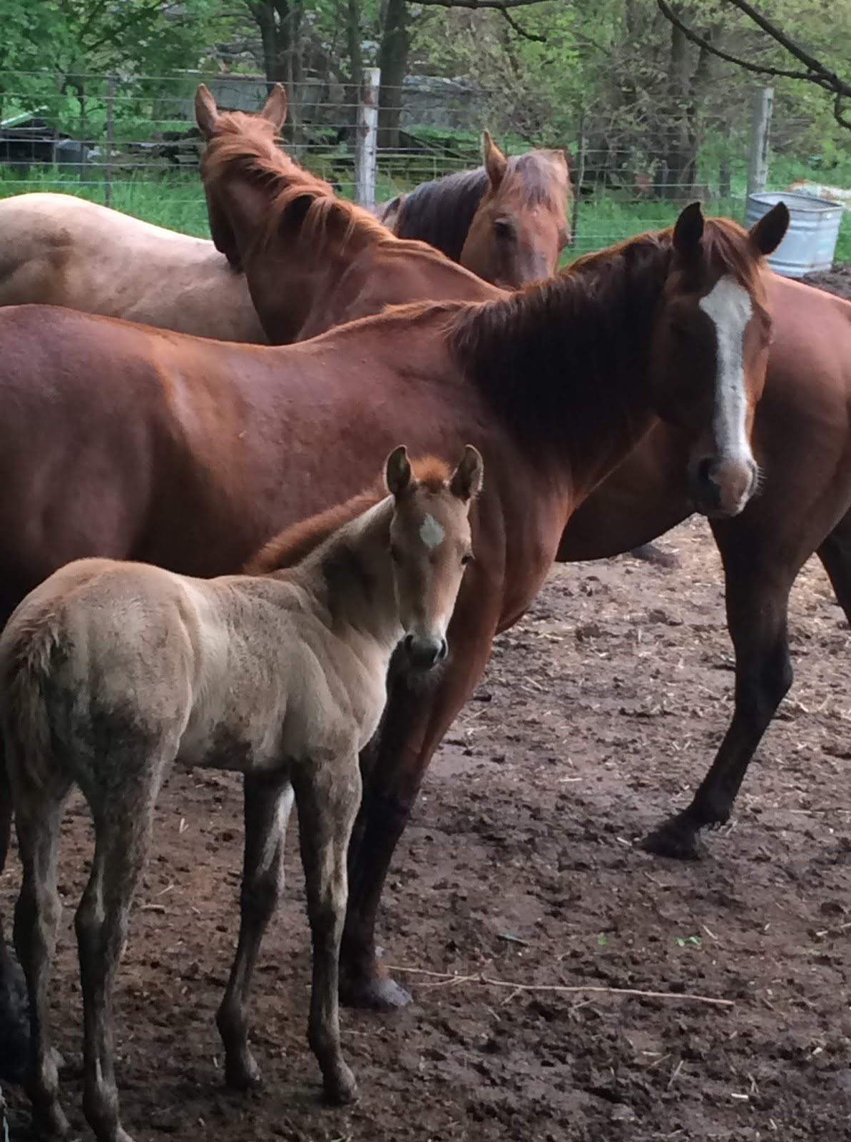 Windy Creek Quarter Horses Windy Creek babies have arrived!