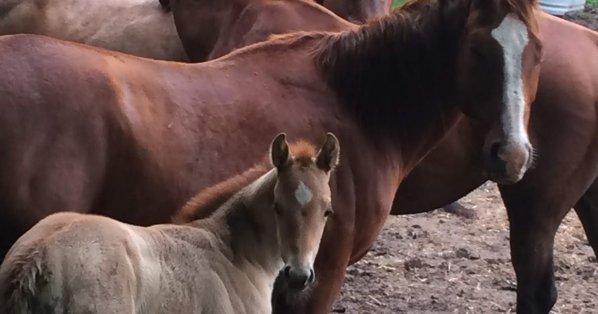 Windy Creek Quarter Horses Windy Creek babies have arrived!