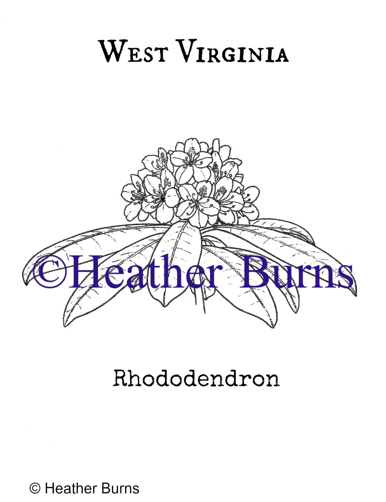 State Flower Coloring Book: West Virginia State Flower: Rhododendron