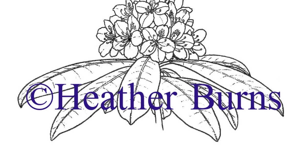 State Flower Coloring Book: West Virginia State Flower: Rhododendron