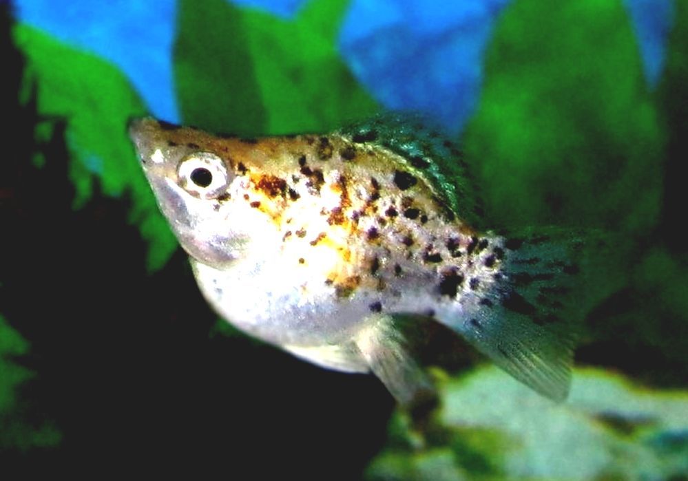 Can Molly Fish Eat Pellets? Molly Fish Tank